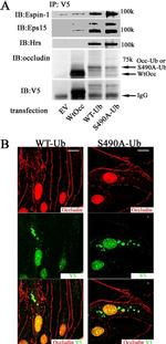 Occludin Antibody in Western Blot, Immunocytochemistry (WB, ICC/IF)