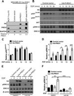GAPDH Antibody in Western Blot (WB)