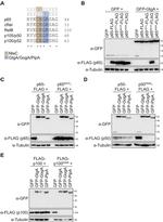 GFP Antibody in Western Blot (WB)