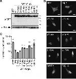 GFP Antibody in Western Blot (WB)