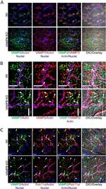 RAB11A Antibody in Immunohistochemistry (Frozen) (IHC (F))