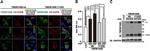 Xpress Antibody in Immunocytochemistry (ICC/IF)