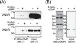 Tau Antibody in Immunoprecipitation (IP)