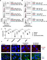 ZO-1 Antibody in Immunocytochemistry (ICC/IF)