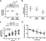 GAPDH Antibody in Western Blot (WB)