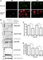 Phospho-FAK (Tyr397) Antibody in Western Blot, Immunocytochemistry (WB, ICC/IF)