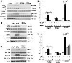 Phospho-SRC (Tyr419) Antibody in Western Blot (WB)