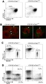 Mouse IgM Antibody in Immunocytochemistry, Flow Cytometry (ICC/IF, Flow)