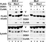ROC1 Antibody in Western Blot (WB)