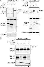 Myc Tag Antibody in Western Blot, Immunoprecipitation (WB, IP)