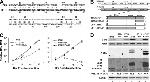 Hepatitis C Virus Core Antigen Antibody in Western Blot (WB)