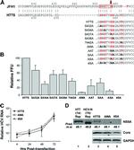 Hepatitis C Virus Core Antigen Antibody in Western Blot (WB)