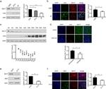 Hepatitis C Virus Core Antigen Antibody in Western Blot, Immunocytochemistry (WB, ICC/IF)