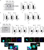 Hepatitis C Virus Core Antigen Antibody in Western Blot, Immunocytochemistry (WB, ICC/IF)