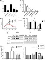Hepatitis C Virus Core Antigen Antibody in Western Blot (WB)