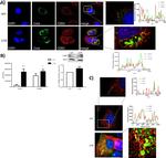 Hepatitis C Virus Core Antigen Monoclonal Antibody (C7-50)