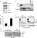 NPM1 Antibody in Western Blot, Immunoprecipitation (WB, IP)