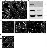 Occludin Antibody in Immunohistochemistry (Frozen) (IHC (F))