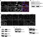 Occludin Antibody in Immunohistochemistry (Frozen) (IHC (F))