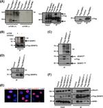 NPM1 Antibody in Western Blot (WB)
