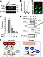beta Tubulin Antibody in Western Blot (WB)