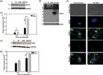 PIAS1 Antibody in Western Blot (WB)
