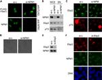 NPM1 Antibody in Western Blot, Immunocytochemistry (WB, ICC/IF)