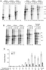 Calreticulin Antibody in Immunoprecipitation (IP)