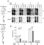 Calreticulin Antibody in Immunoprecipitation (IP)