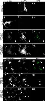 GFP Antibody in Immunocytochemistry (ICC/IF)