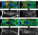 GFAP Antibody in Immunohistochemistry (IHC)