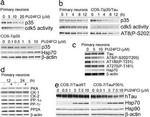 Tau Antibody in Western Blot (WB)