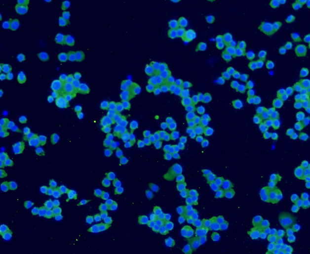 Synaptophysin Antibody in Immunocytochemistry (ICC/IF)