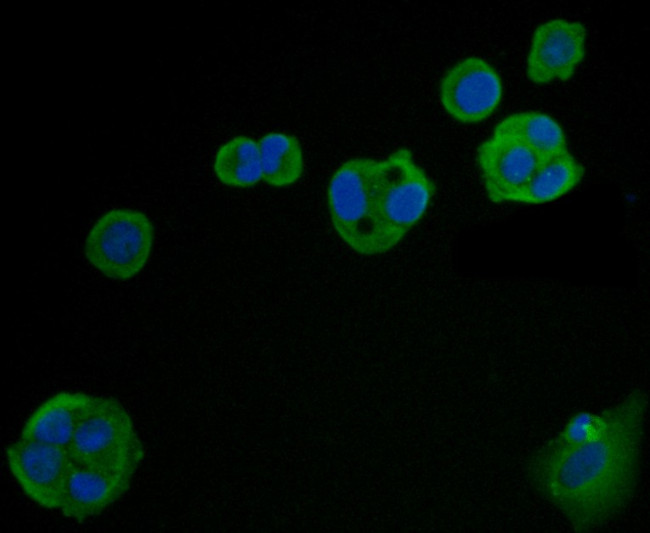 Carcino Embryonic Antigen CEA Antibody in Immunocytochemistry (ICC/IF)