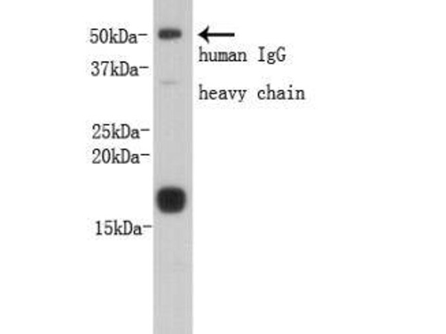 Prealbumin PA Antibody in Western Blot (WB)