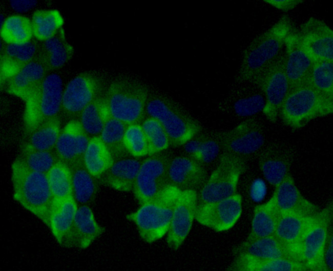 Vang-like protein 1 Antibody in Immunocytochemistry (ICC/IF)