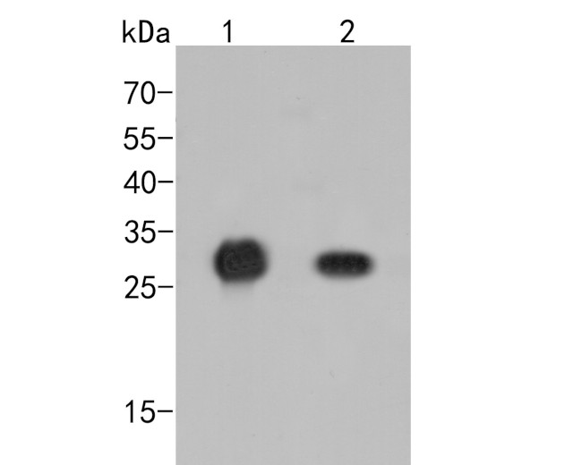 HA Tag Antibody in Western Blot (WB)