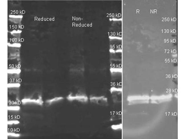 GST Antibody in Western Blot (WB)