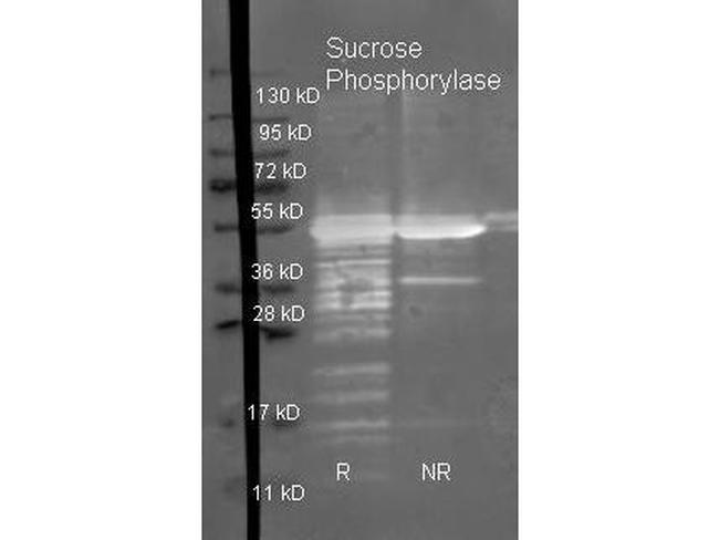 Sucrose Phosphorylase Antibody in Western Blot (WB)