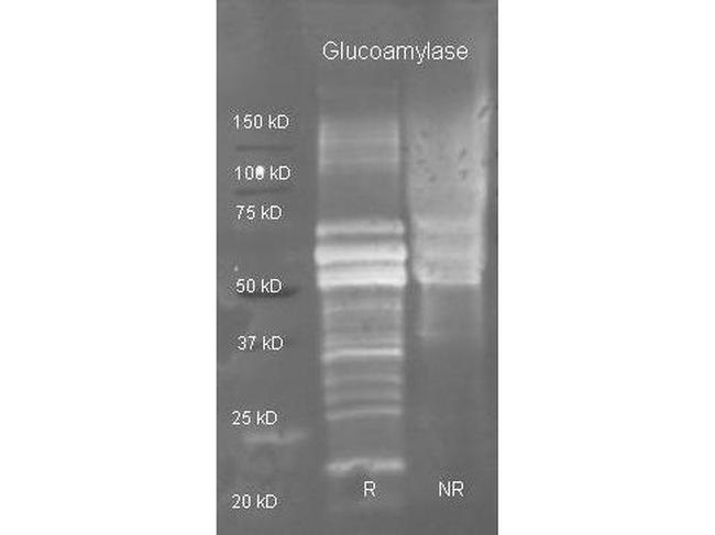 Glucoamylase Antibody in Western Blot (WB)