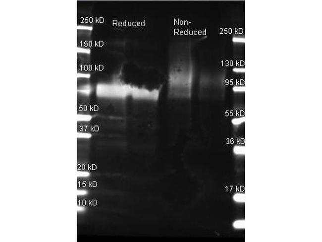 Glucose Oxidase Antibody in Western Blot (WB)
