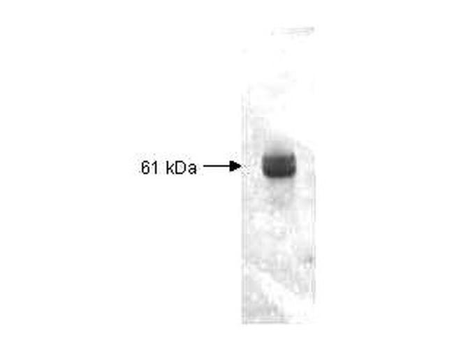 Carboxypeptidase Y Antibody in Western Blot (WB)