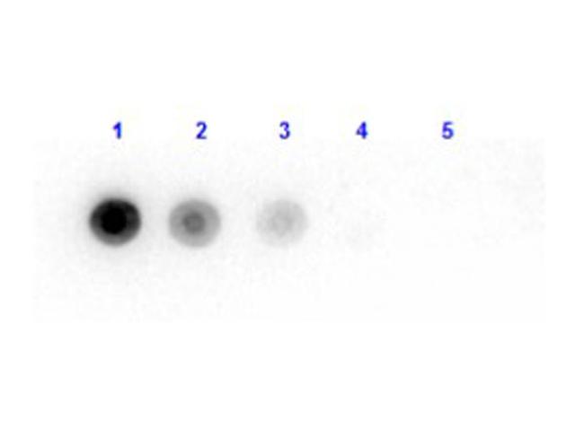 Luciferase Antibody in Dot Blot (DB)