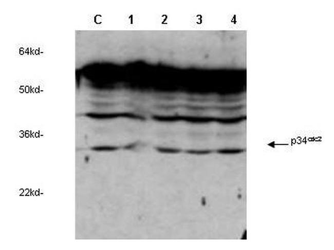 CDC2 p34 Antibody in Western Blot (WB)