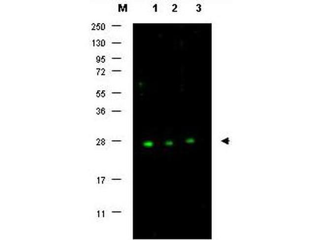 p27 Kip1 Antibody in Western Blot (WB)