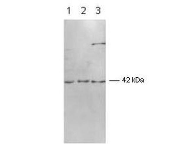 ERK2 Antibody in Western Blot (WB)