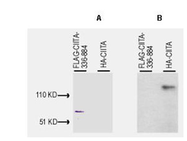 CIITA Antibody in Western Blot (WB)