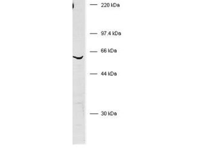 BIVM Antibody in Western Blot (WB)