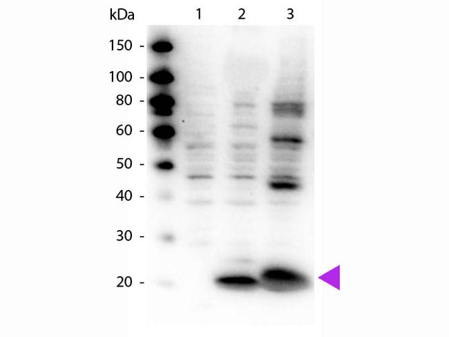 Phospho-Myosin (Ser19, Ser20) Antibody in Western Blot (WB)
