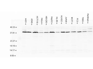 Aha1 Antibody in Western Blot (WB)